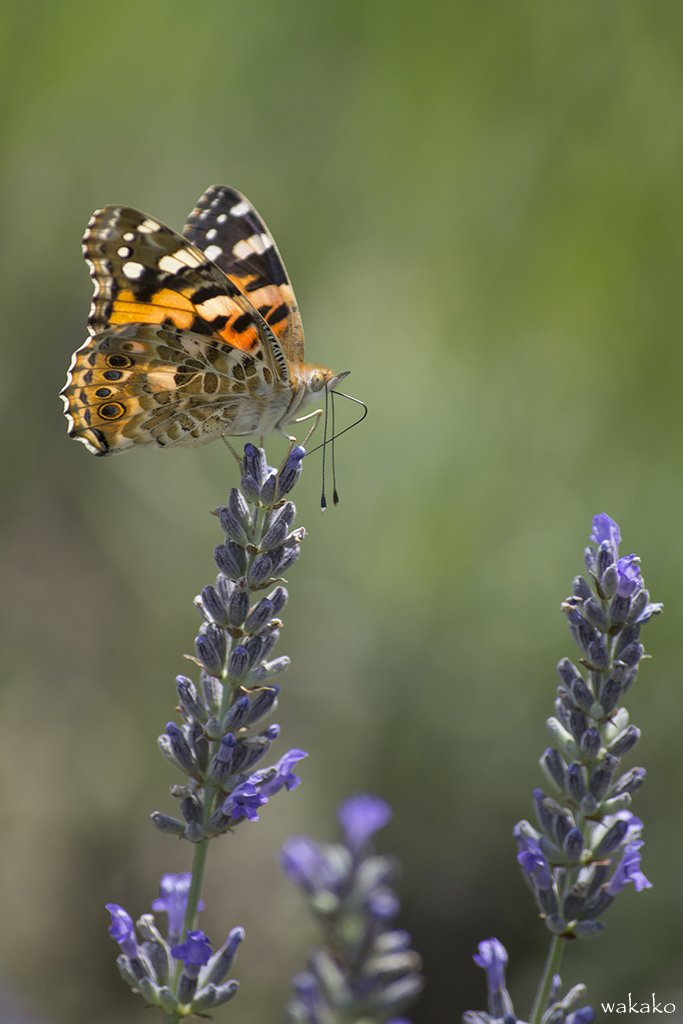 Vanessa cardui