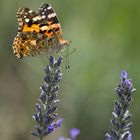 Vanessa cardui