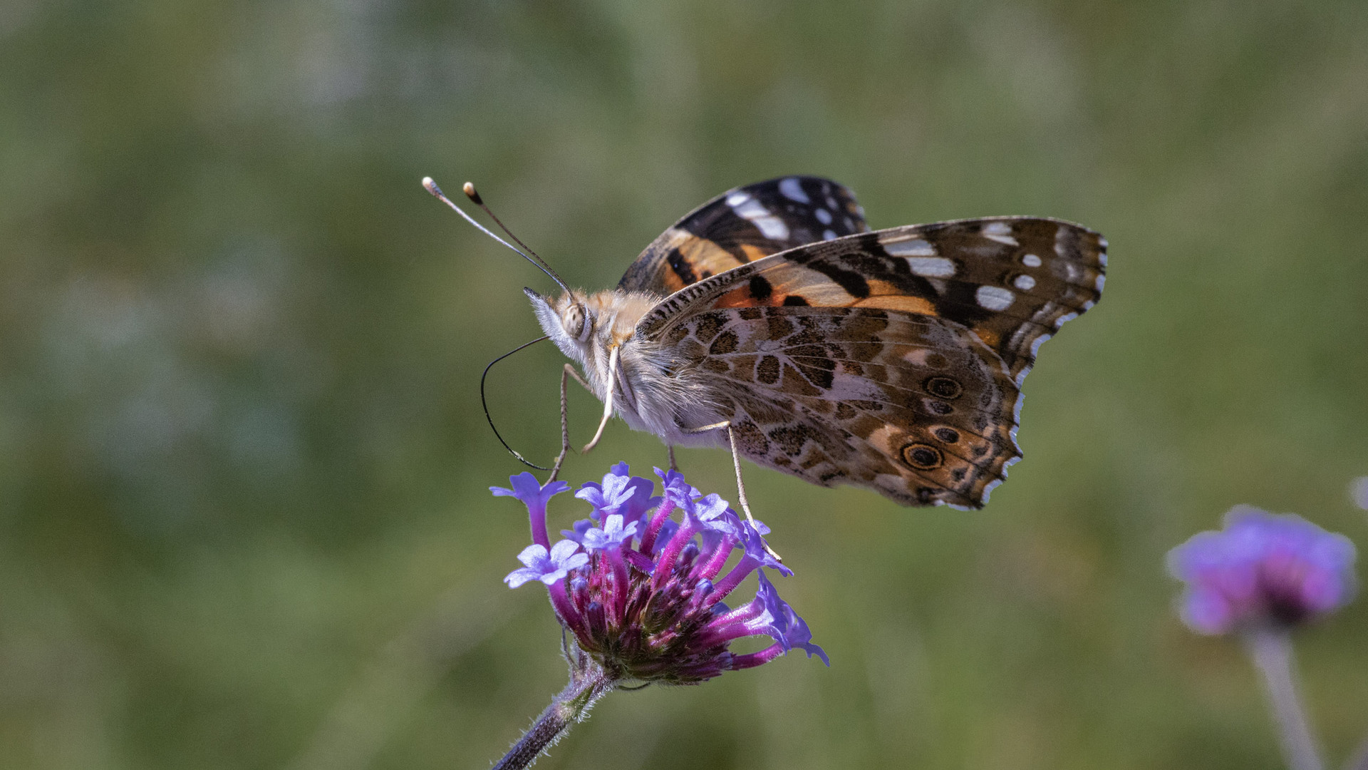 Vanessa cardui 5