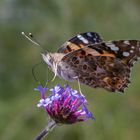 Vanessa cardui 5