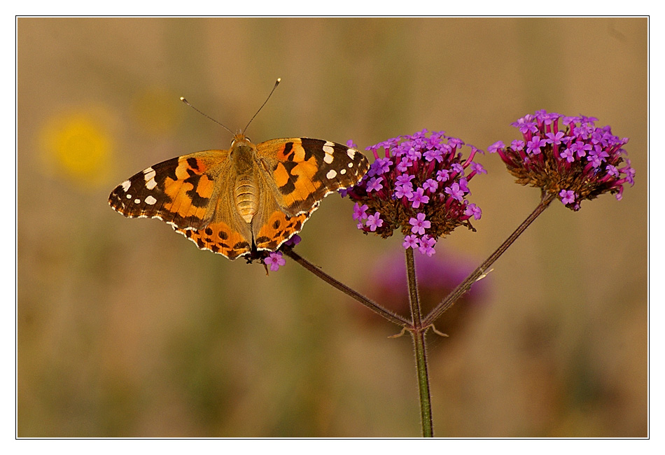 Vanessa cardui Foto & Bild tiere, wildlife, schmetterlinge Bilder auf