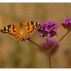 Vanessa cardui