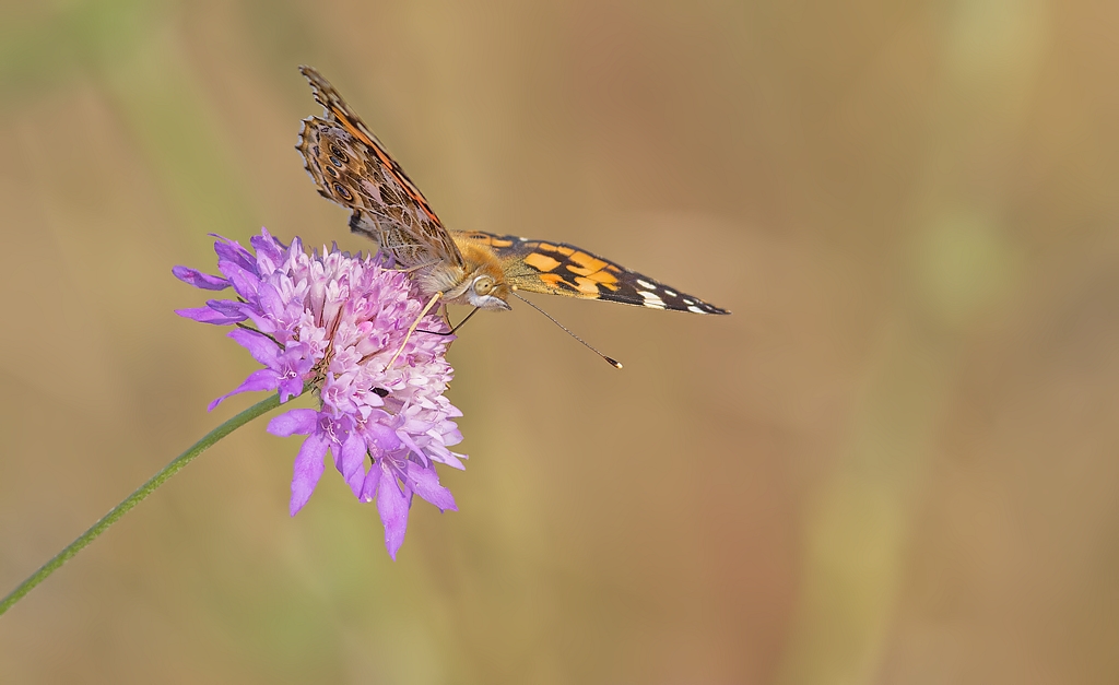 Vanessa Cardui