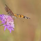 Vanessa Cardui