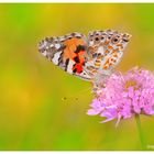 Vanessa cardui