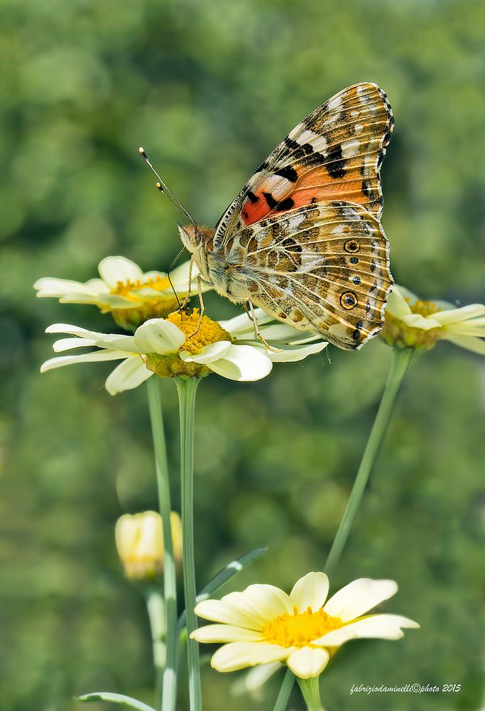 Vanessa cardui