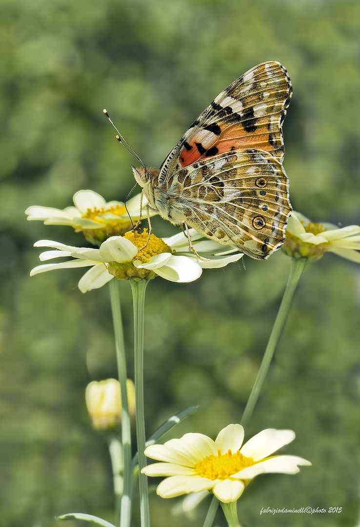 Vanessa cardui