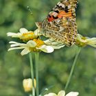 Vanessa cardui