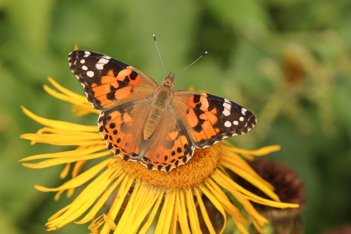 Vanessa cardui