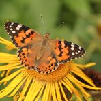 Vanessa cardui