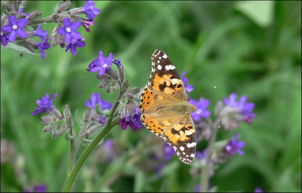 Vanessa cardui