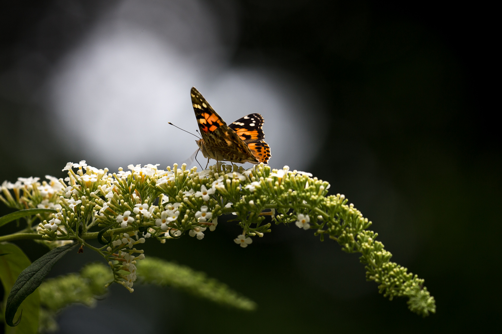 Vanessa cardui