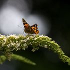 Vanessa cardui