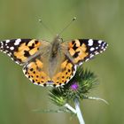 Vanessa cardui