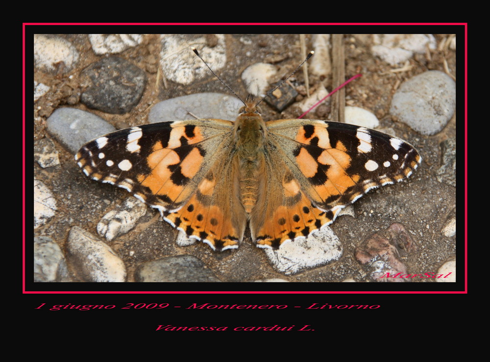 Vanessa cardui