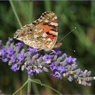 Vanessa cardui