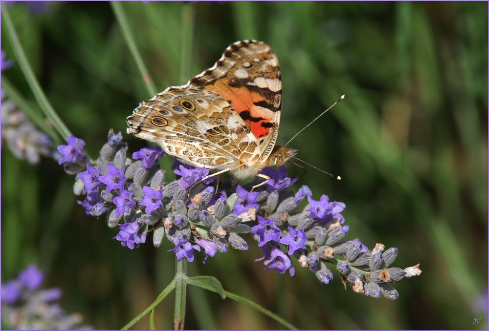 Vanessa cardui