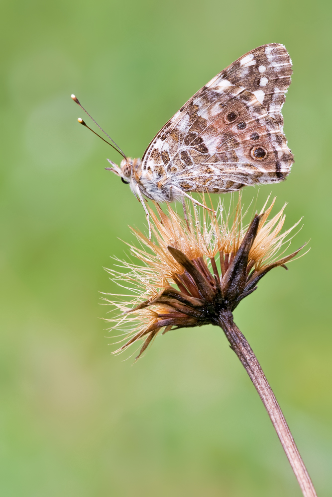 ~ Vanessa cardui ~