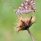 ~ Vanessa cardui ~