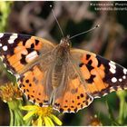 Vanessa Cardui