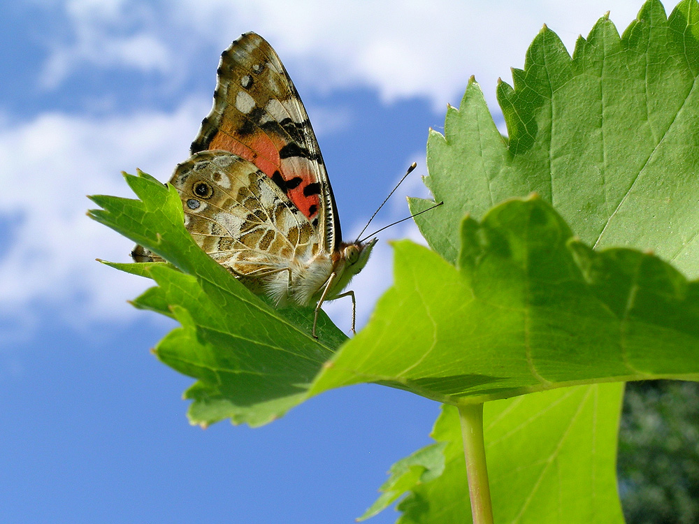 Vanessa cardui