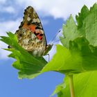 Vanessa cardui