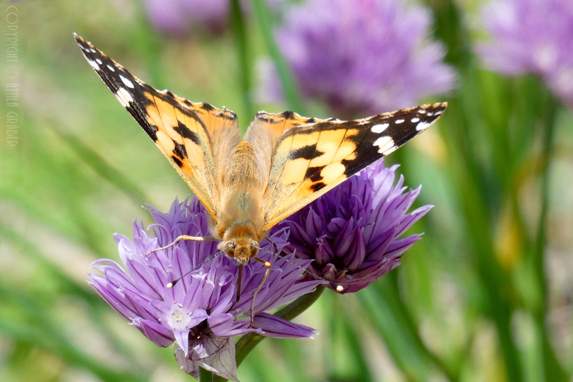 Vanessa cardui