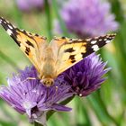 Vanessa cardui