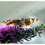 Vanessa cardui