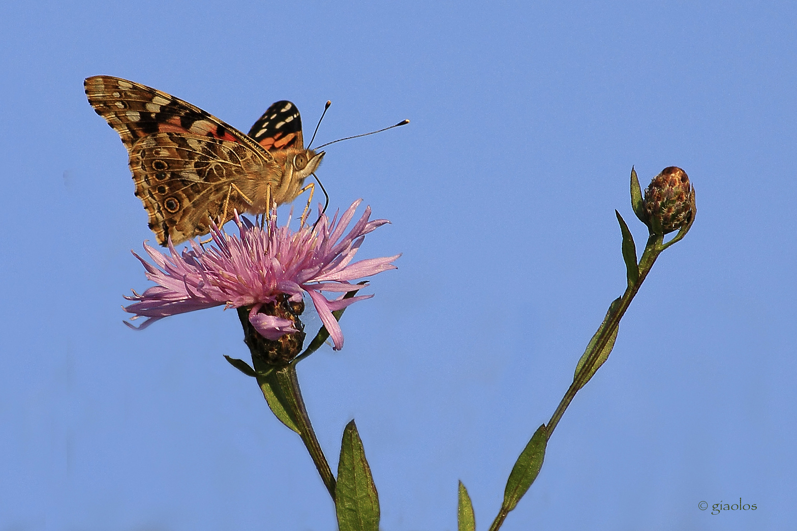 Vanessa cardui