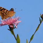 Vanessa cardui