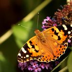 Vanessa cardui