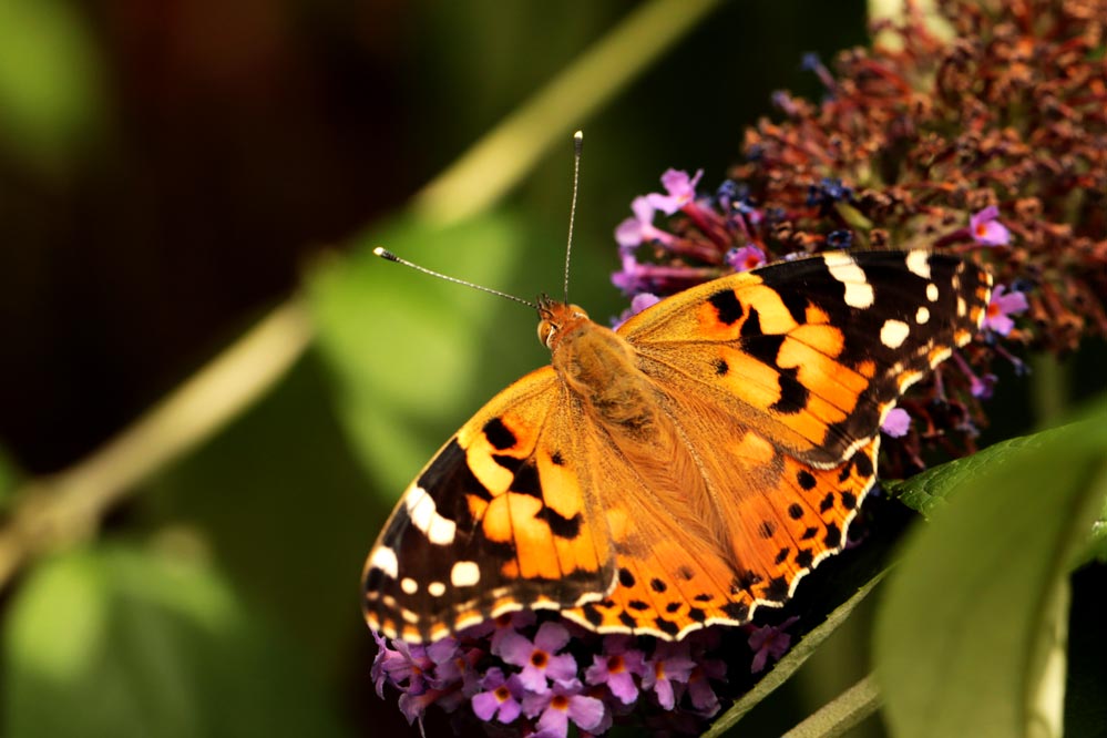 Vanessa cardui