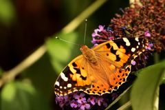 Vanessa cardui