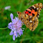 Vanessa cardui (ali chiuse)