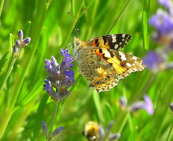 Vanessa cardui auf Lavendel - Distelfalter