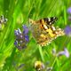 Vanessa cardui auf Lavendel - Distelfalter