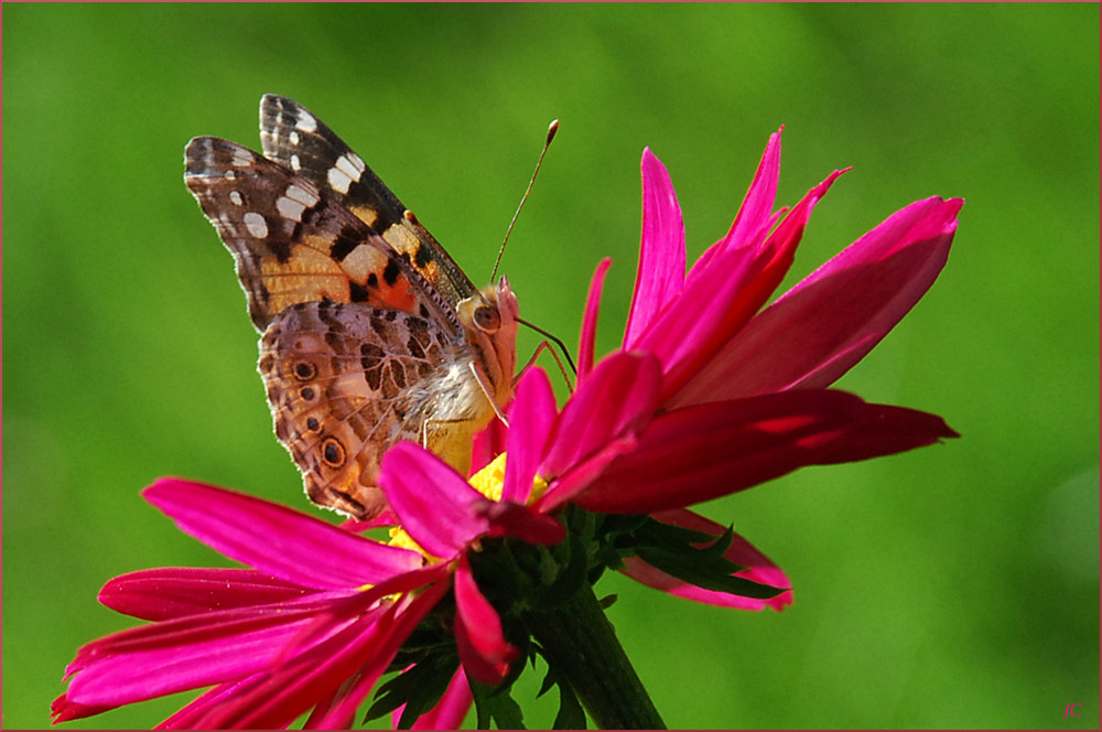 Vanessa cardui