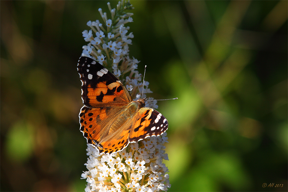 Vanessa cardui