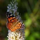 Vanessa cardui