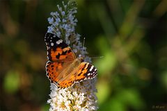 Vanessa cardui