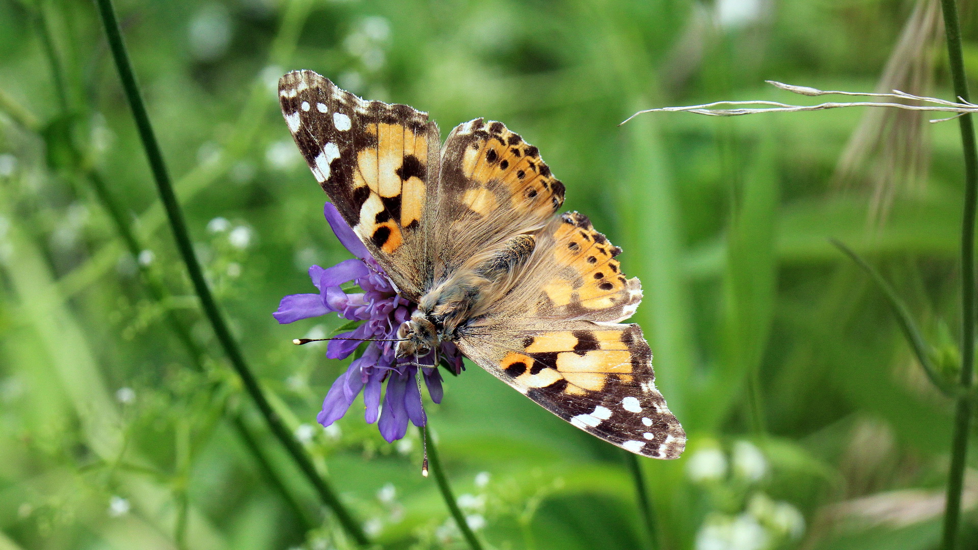 Vanessa cardui