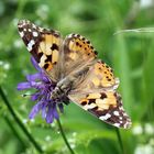 Vanessa cardui