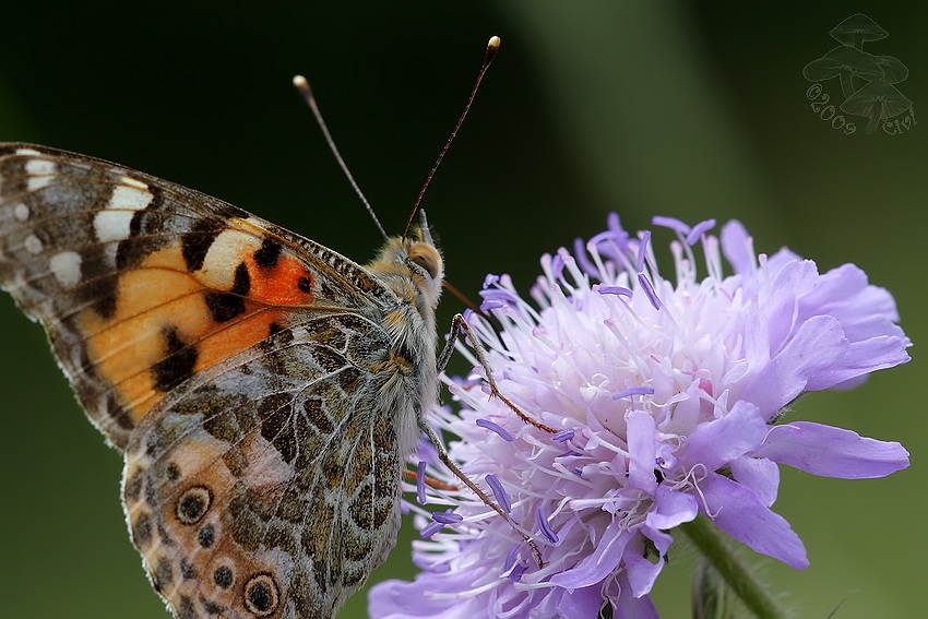 Vanessa cardui - babocka bodliakova