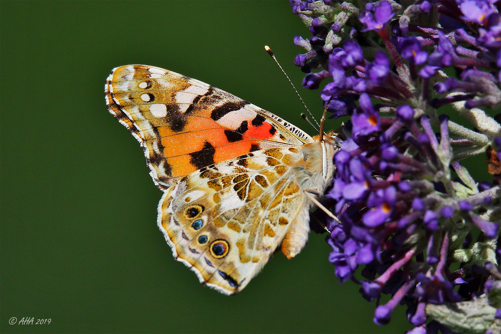 Vanessa cardui