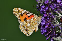 Vanessa cardui