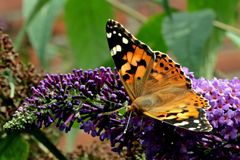 Vanessa cardui