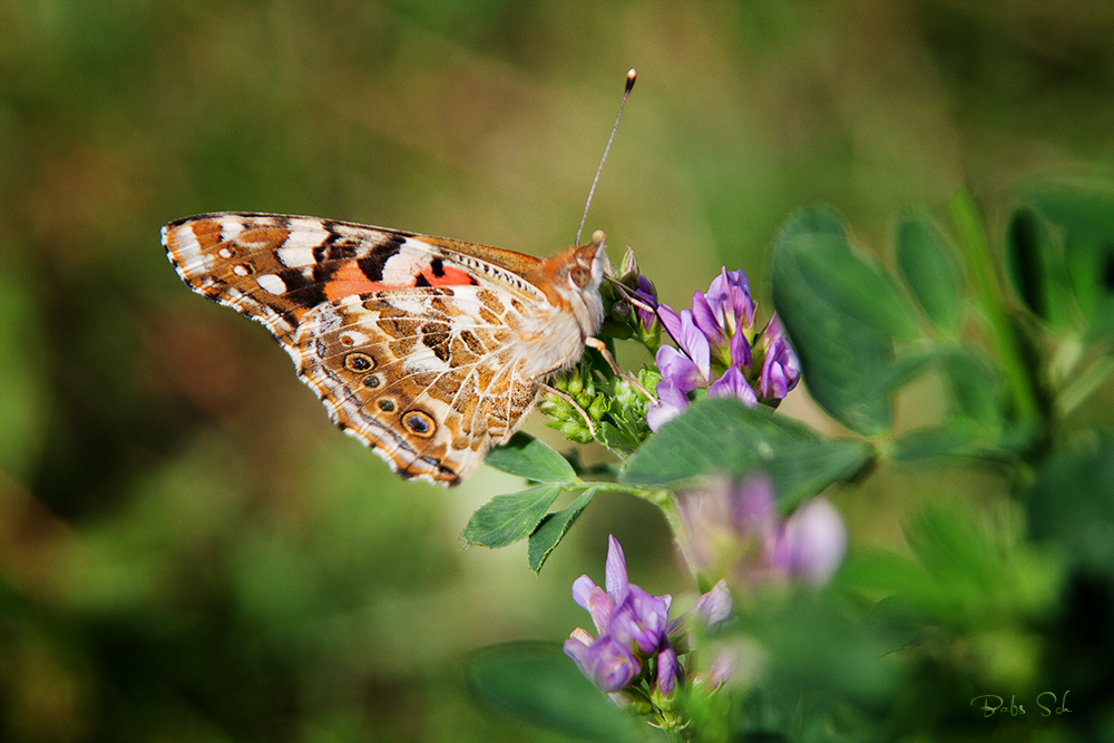 Vanessa cardui