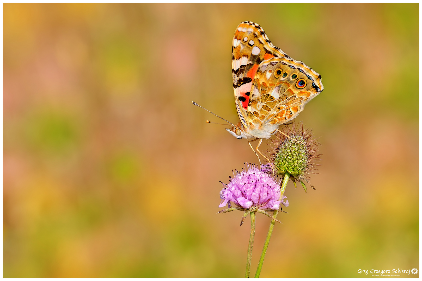 Vanessa cardui 