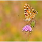 Vanessa cardui 